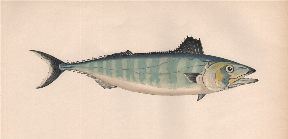 BONITO. Sarda Sarda, Short-finned Tunny, Pelamide. COUCH. Fish 1862 old print